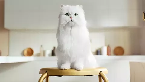Gourmet-brand-cat-480
