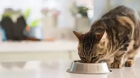 a girl with a cat