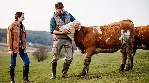 cow