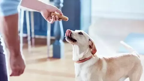 dentalife-feeding-dog-overlap