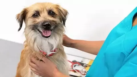 dentalife-feeding-dog-overlap
