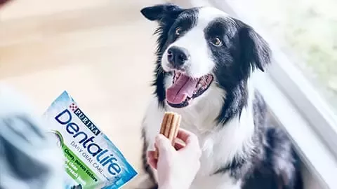 dentalife-feeding-dog-overlap