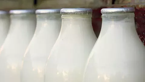 cow