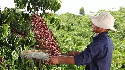 farmer-coffee-sorting-grains